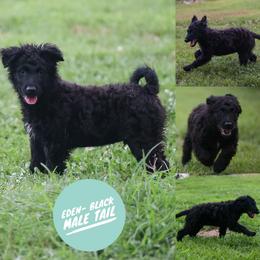 Eden - Black male Mudi puppy in Gatlinburg, Tennessee from Greenbrier