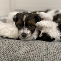 Bernedoodle, Cavapoo, Havanese, and Havapoo Puppies from Lady Paws Puppies - Cassie