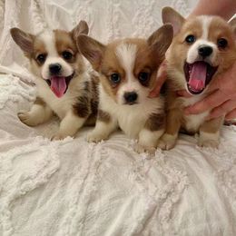 Goofy(AKC) - White and red male Pembroke Welsh Corgi puppy in Moreno Valley, California from Yanni's Poodle