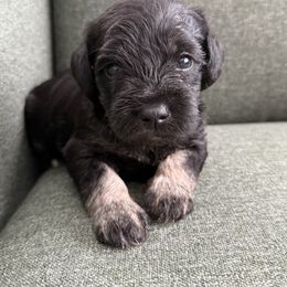 Girl 1 - Black and silver female Miniature Schnauzer puppy in Wheeler, Wisconsin from Sue’s Miniature Schnauzers