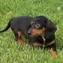 Dachshunds from Katharina's Dachshunds