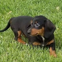 Dachshunds from Katharina's Dachshunds