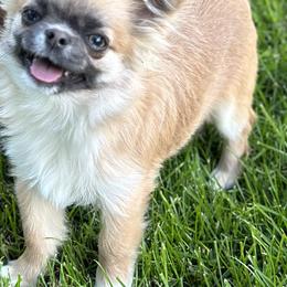 Chihuahua Puppies from So Sweet Chihuahuas