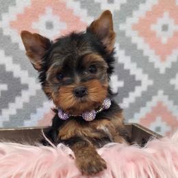 Dolly - Blue and gold female Yorkshire Terrier puppy in Monticello, Iowa from Ashley’s Puppies