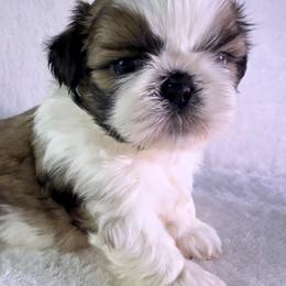 Oakley - Gold and white male Shih Tzu puppy in Winston Salem, North Carolina from Little Miracles Shih Tzu