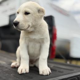 Cholpon - White female Central Asian Shepherd Dog puppy in Island City, Oregon from Alabaivalley