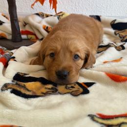 Beige Color Girl - Dark golden female Golden Retriever puppy in Loma Rica, California from BloomingPuppies