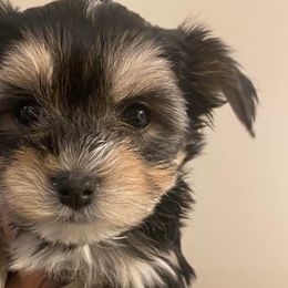 Maltese and Morkies from Bernee’s Babies