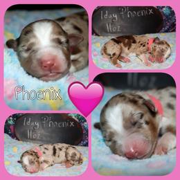 Phoenix - Red merle female Australian Shepherd puppy in Levelland, Texas from Once Upon a Time Aussies