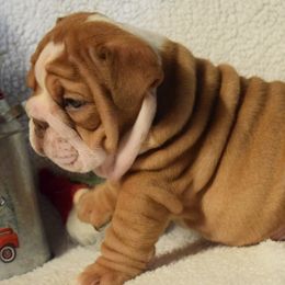 Boy 1 - Fawn and white male Bulldog puppy in Bradleyville, Missouri from HurstBulldogs