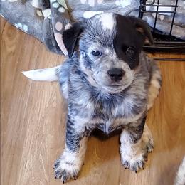 Half mask - Blue mottled male Australian Cattle Dog puppy in Lenoir, North Carolina from Blue Coyote Ranch