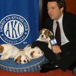 Bulldog Puppies from Our House Of Treasures