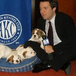 Bulldog Puppies from Our House Of Treasures