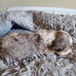 Aussiedoodle Puppies from Down Under Doodles