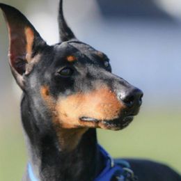 Manchester Terriers from JetCity Manchester Terriers