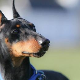 Manchester Terriers from JetCity Manchester Terriers