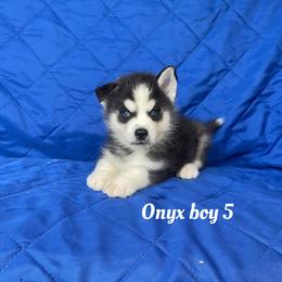 Onyx boy 5 - Black and white male Siberian Husky puppy in Ocala, Florida from Florida Husky Puppies