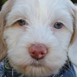 Tate - Australian Labradoodle