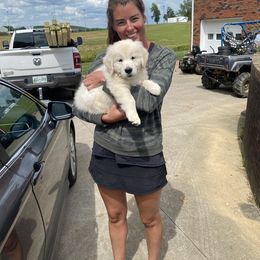 Golden Retriever Puppies from Autumn Lane Goldens