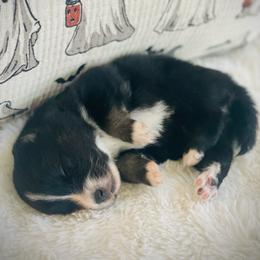 Hennessy - Tri-color female Pomsky puppy in Greenville, South Carolina from Thicketty Mountain Pomskies