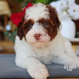 Lux - Brown and white female Bernedoodle puppy in Salado, Texas from Red Ranch Dogs