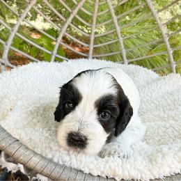 Pepper Roan - Black and chalk male Australian Labradoodle puppy in Wamego, Kansas from Doodles of Oz