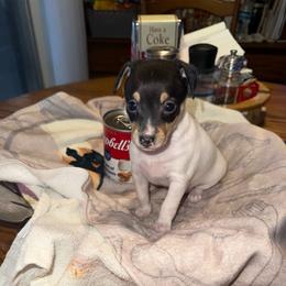 Pup L1 - White black and tan male Toy Fox Terrier puppy in Clermont, Florida from Debbie Hiles's Toy Fox Terriers