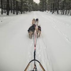 West Siberian Laika All Grown Up from Campfire WSL