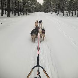 West Siberian Laika All Grown Up from Campfire WSL