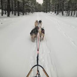 West Siberian Laika All Grown Up from Campfire WSL