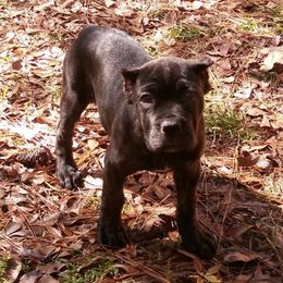 Cane Corso Puppies from Palazzo Cane Corso