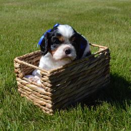 William - Tri-color male Cavalier King Charles Spaniel puppy in Resaca, Georgia from Freeman's Royal Cavaliers