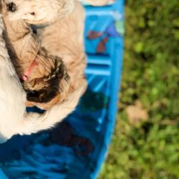 Goldendoodle Puppies from Coal Country Doodles