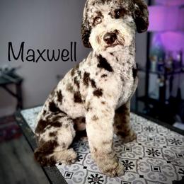 Max - Goldendoodle