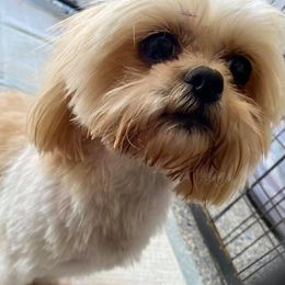 Shihpoos and Shih Tzus from Noel’s Little Shitz