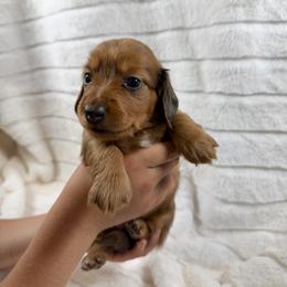 Red dapple girl - Dapple female Dachshund puppy in Wilton, California from Ranch Raised Doxies