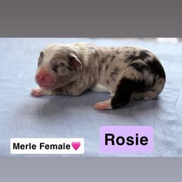 Miniature American Shepherd and Toy Australian Shepherd Puppies from Southern L Aussies