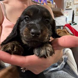 LH Black n tan brindle points - Black and tan male Dachshund puppy in Lubbock, Texas from It’s a Hot Mess