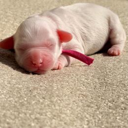 Gabby (pink collar) - Cream female Goldendoodle puppy in Blanchard, Oklahoma from Dream Doodles by Dondi