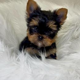 Kenzo - Black and gold male Yorkshire Terrier puppy in Las Vegas, Nevada from Yorkiepupsntcups
