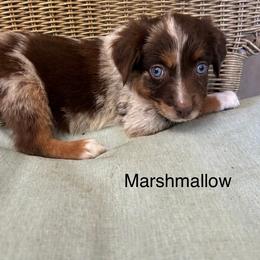 Boy 2 - Red merle male Miniature Australian Shepherd puppy in Roseville, California from Golden State Mini Aussies