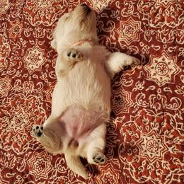 Scottish Terrier Puppies from Hyland Lake Scotties