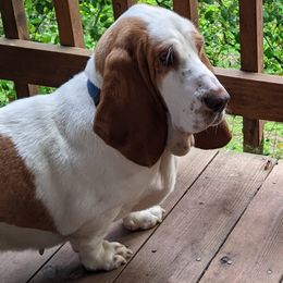 Thelma Lou - Basset Hound