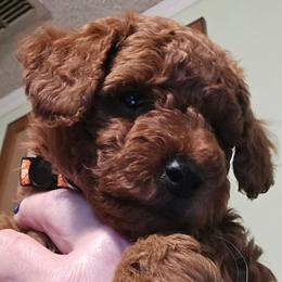 Zoey - Red  female Poodle puppy in Windom, Texas from Wild Farm Puppies