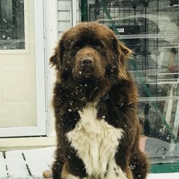 Theo - Newfoundland