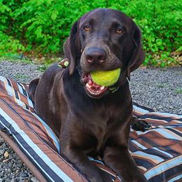 Labrador Retrievers from Stag River Labradors