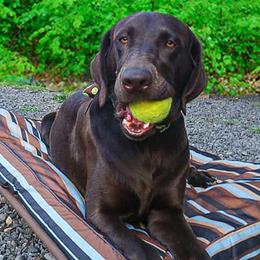 Labrador Retrievers from Stag River Labradors