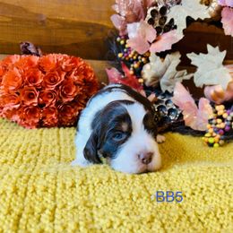 BB5 - Liver white and tan male English Springer Spaniel puppy in Britton, South Dakota from K&S Canines