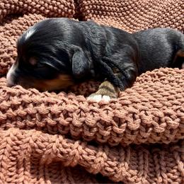 Mr. Melon - Tri-color male Bernedoodle puppy in Hegins, Pennsylvania from Bubbling Springs Doodles, LLC
