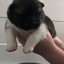 Boy 2 - Red, black overlay male Akita puppy in Indianapolis, Indiana from Gallant Akitas